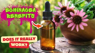 Amazing Health Benefits of Echinacea  Echinacea Health Benefits [upl. by Woodie584]