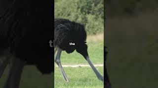 DEBUNKED Ostriches Dont Bury Their Heads shorts funfacts ostrich incredible mindboggling [upl. by Settera]