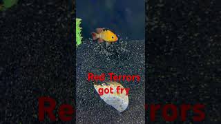 Red terror pair got fry redterror Festae fishroom cichlid [upl. by Accever]