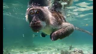 monkey swims underwater [upl. by Nnylhtak793]