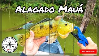 Essa isca faz a diferença na pesca alagado Mauá [upl. by Isayg267]