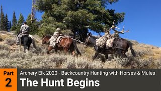 Archery Elk 2020  Backcountry Hunting with Horses amp Mules Part 2  The Hunt Begins [upl. by Batsheva]