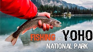 Catching WILD TROUT at Yoho NATIONAL PARK Wonderful Views and Diamond Clear Water Bulls or Brooky [upl. by Taam288]