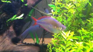 Praecox rainbowfish displaying [upl. by Clemence369]