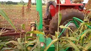 Massey Ferguson 275 na silagem do sorgo com JF C120 [upl. by Ahseenat]