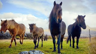 1 HOUR of AMAZING HORSES From Around the World  Best Relax Music Meditation Stress Relief Calm [upl. by Berglund]