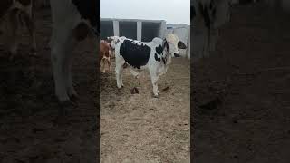 Black Panda cholistani Bachra bollywood beautifulcow beautifulbull cow cattlefarm beautif [upl. by Chae648]