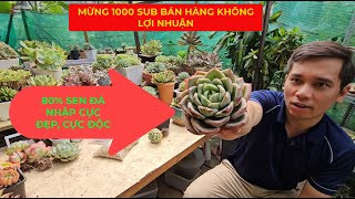 Mừng 1000 Sub Bán Hàng Không Lợi Nhuận Sen Đá Nhập Siêu Đẹp Siêu Độc [upl. by Doreg742]