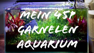 Mein 45p GARNELEN AQUARIUM [upl. by Grace]