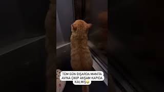 Komşu kedisi 😻 cat kediaski catlovers10m kedi 🎥pisikolata [upl. by Pul]