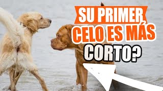 ¿El PRIMER CELO de una PERRA es MÁS CORTO 🐶¡Lo Comprobamos [upl. by Enialb]