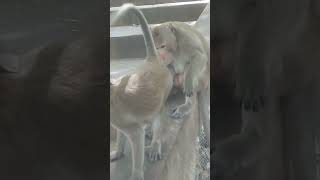 Monkeys mating amazing videos 2024 [upl. by Ahsiloc]