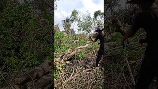 adaptor chainsaw ke mesin potong rumput 2 tak [upl. by Alicia461]