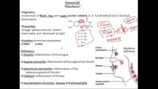 biochemistry vitamins B2 riboflavin فيتامين بايوكيميستري [upl. by Hebe611]