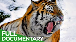 Wildlife  Episode 1 Tiger Lion Leopard amp Jaguar  The Four Big Cats  Free Documentary Nature [upl. by Craig75]