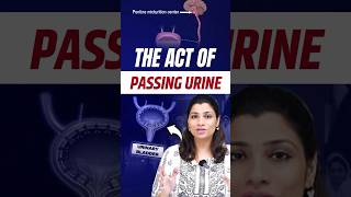 Micturition process of urine in Hindi  NEET Concept neet2024 neet2025 neetbiology [upl. by Blackmun]