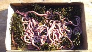 Bloodworms at BloodWorm Depot for fishing bait [upl. by Atonsah]