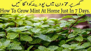 How To Grow Mint At Home Just In 7 Days [upl. by Nylauqcaj310]