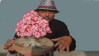 Get Your Adenium Flooded with Flowers 6 Tips to Make the Miracle [upl. by Nevile950]