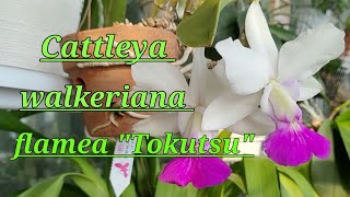 Cattleya walkeriana flamea quotTokutsuquot первое цветение [upl. by Gilpin862]