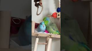 What happened 🦜🤣parrotlets Parrot Birds [upl. by Zabrina]