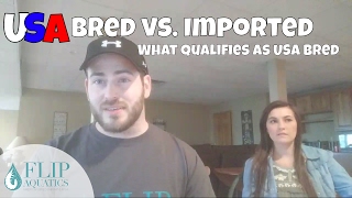 When Is A Shrimp Considered Usa Bred Imported Vs Usa Bred [upl. by Annasoh]