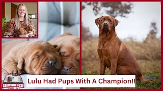 Lulu Our Beautiful Fox Red Labrador Retrievers Litter Was Born There Dad Has A Champion Pedigree [upl. by Dleifniw]