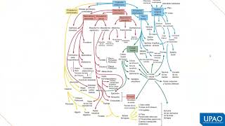 SISTEMA CARDIOVASCULAR CLASE I [upl. by Edobalo]