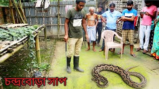 Russells viper Daboia russelii Deadliest venomous snake rescue Kamalpur manikchak [upl. by Johnny401]