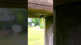 Monarch Caterpillar Transforms [upl. by Spalla]