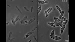 Exploding bacteria with penicillin [upl. by Lewls586]