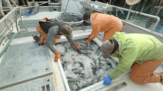 Lets Catch Some Rockfish  How Its Done Jigging in Alaska Start to Finish  Alaska Fishing [upl. by Raila651]