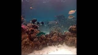 Why the Long Face at a Party  a Fish Party  Coral Gardeners youtubeshorts like share [upl. by Ssalguod698]