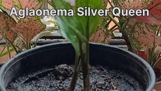 Aglaonema Silver Queen Plants aglaonemaplants Repotting Aglaonema Silver Queen Plants [upl. by Odidnac]