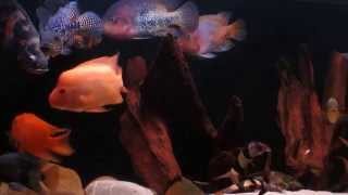 150 gallons American Cichlids Tank [upl. by Goodspeed]