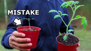 Youre Killing Your Tomato Plants Heres How To FIX Them [upl. by Barden65]