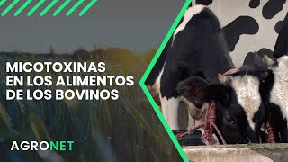 Mycofix solución contra las microtoxinas  Agronet [upl. by Eladnyl]