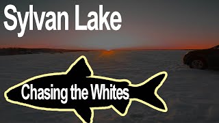 Sylvan Lake Ice Fishing Chasing the Whites third attempt [upl. by Aisayn]