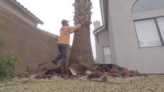 Skinning a California Palm TreeSkinning a palm treepelando palmas [upl. by Goldie]