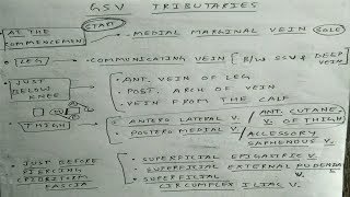 Veins of Lower Limb  Part 2  Great Saphenous Vein Tributaries  TCML [upl. by Adine546]