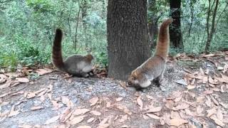 MANADA DE COATIS EN CHIPINQUE [upl. by Ppilihp262]