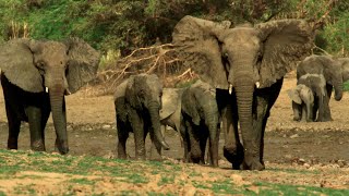 Why Wildlife Filmmaking Is So Important  Planet Earth III Behind The Scenes  BBC Earth [upl. by Treblah]