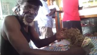 HEALING HERBS  MORINGA FRUIT AND SEED  Jamaican Herbalist [upl. by Chong]