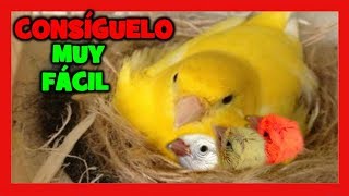 ¿QUIERES CRIAR CANARIOS MIRA ESTE VIDEO 😱 TRUCOS PARA LA CRIA DE CANARIOS  COMO CRIAR CANARIOS [upl. by Neddie739]