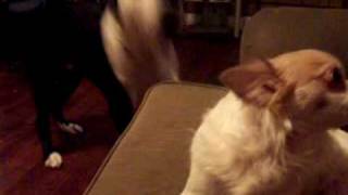 Pit Bull vs Chihuahua Vicious Attack [upl. by Eelyam]