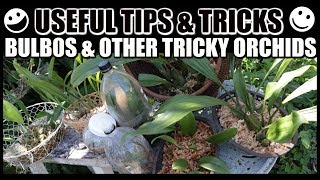 Tips For Growing Bulbophyllums amp Tricky Orchids  GROW RESCUE amp REVIVE [upl. by Arammahs282]