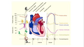 Diagrama o Esquema de Wiggers  El Ciclo Cardíaco  Fisiología cardíaca [upl. by Ajnek901]