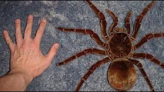 Rare and Dangerous The Worlds Most Venomous Spiders [upl. by Enos893]