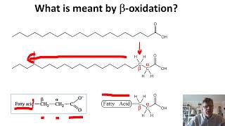 Biochemistry Lecture 14 [upl. by Patti]