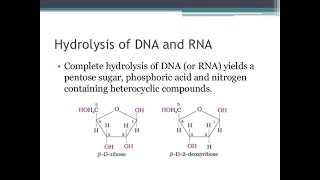 Final Products Formed Upon Complete Hydrolysis of Nucleic Acids DNA amp RNA [upl. by Onaireves]